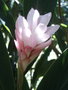 vignette Alpinia purpurata 'pink'