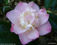 vignette Camélia ' BALLET DANCER ' camellia japonica