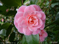 vignette Camélia ' CONFETTI BLUSH ' camellia japonica