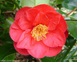 vignette Camélia ' JULES VERNE ' camellia japonica