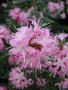vignette Rhododendron pubescens