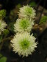 vignette Fothergilla major