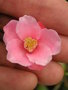 vignette Camellia roseaflora