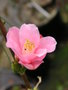vignette Camellia roseaflora