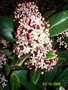 vignette skimmia