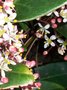 vignette skimmia