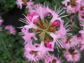 vignette Rhododendron spiciferum