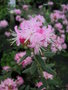 vignette Rhododendron spiciferum