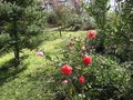 vignette Camelia reticulata agns de lestaridec et williamsii mary phoebe taylor au 15 03 09
