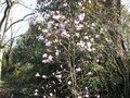 vignette Magnolia leonard messel au 15 03 09