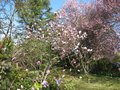 vignette Magnolia iolanthe et prunus pissardii 1 au 15 03 09