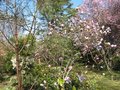 vignette Magnolia iolanthe et prunus pissardii 2 au 15 03 09