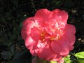 vignette Camelia japonica lady clare au 15 03 09