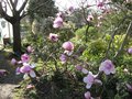 vignette Magnolia iolanthe au 15 03 09
