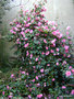vignette Camélia ' BARBARA CLARK ' camellia hybride  ( saluenensis  x  réticulata )