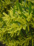 vignette Acacia longifolia ssp. sophorae