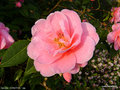 vignette Camélia ' DONATION ' camellia hybride  williamsii