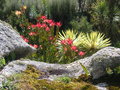vignette Leucadendron 'Safari Sunset'  et Cordyline australis 'Albertii'