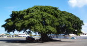 vignette Ficus obliqua
