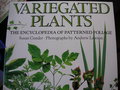 vignette Variegated Plants