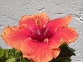 vignette Hibiscus gant hawai