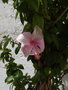 vignette Hibiscus fidji rose