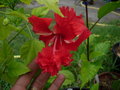 vignette Hibiscus el capitolio