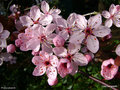 vignette Prunus pissardii en fleurs