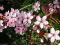 vignette Prunus pissardii en fleurs