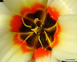 vignette Abeille au coeur d'une tulipe