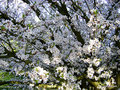 vignette Prunus Hessel