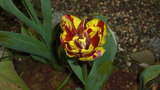 vignette tulipe