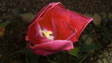 vignette tulipe rose