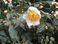 vignette Camellia yunnanensis