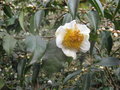 vignette Camellia yunnanensis