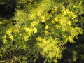 vignette acacia fimbriata