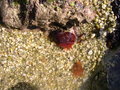 vignette Actinia equina referme, actinie rouge, tomate de mer, actinie chevaline, actinie commune, anmone tomate, cubasseau