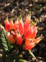 vignette Rhododendron spinuliferum