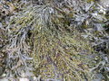 vignette Ascophyllum nodosum, ascophylle noueux, korre (en breton)