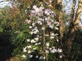vignette Magnolia leonard messel au 17 03 09