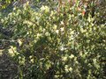 vignette Rhododendron lutescens au 17 03 09