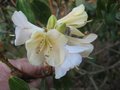 vignette Rhododendron alison johnstone au 1 03 09