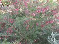vignette Grevillea rosmarinifolia au 17 03 09