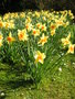 vignette Narcissus - Narcisses