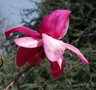 vignette Magnolia campbellii var. campbellii 'Darjeeling'