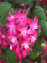 vignette Ribes sanguineum - Groseiller  fleurs /  Grossulariaceae - Grossulariaces