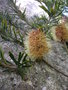 vignette Banksia marginata