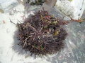 vignette Furcellaria lumbricalis = Polyides rotundus = Fucus fastigiatus = Fastigiaria furcellata = Sphaerococcus fastigiatus