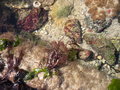 vignette Jardin de la mer, algues et anmones