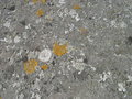 vignette Caloplaca marina, lichen jaune et ? lichen blanc